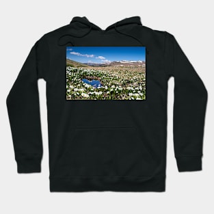 Summer in Colorado Hoodie